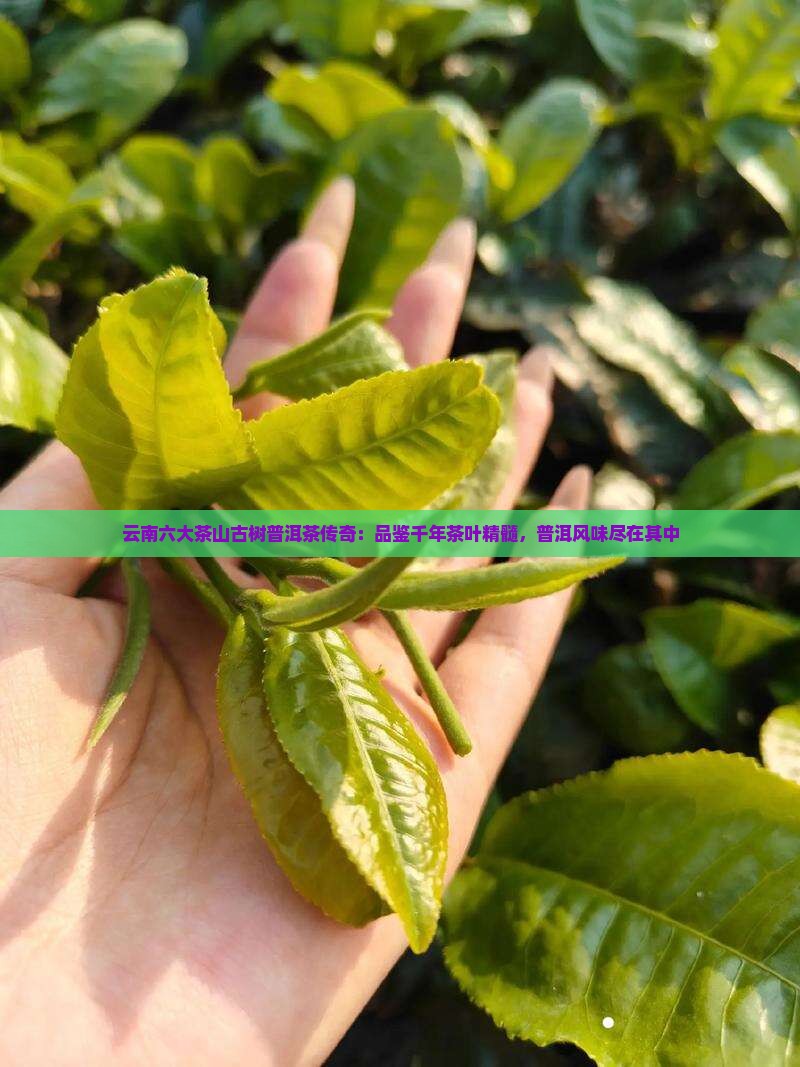 六大茶山古树普洱茶 六大茶山古树普洱茶
