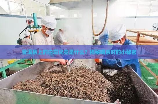 普洱茶怎么看白霜