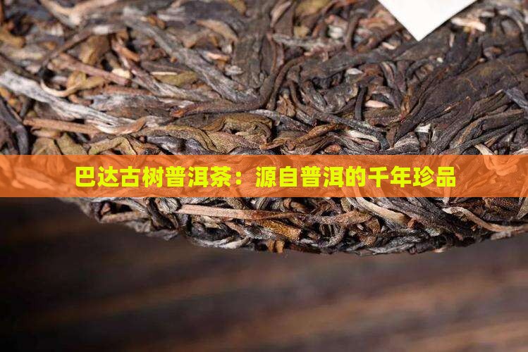 普洱茶巴达古树