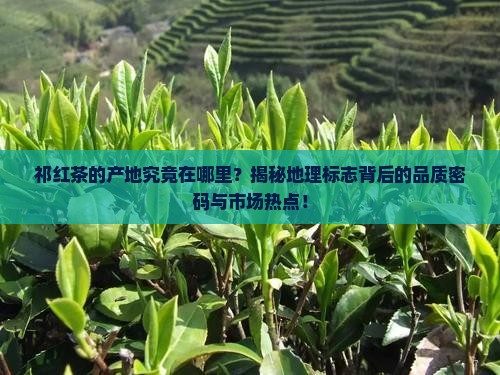 祁红茶的产地在什么地方