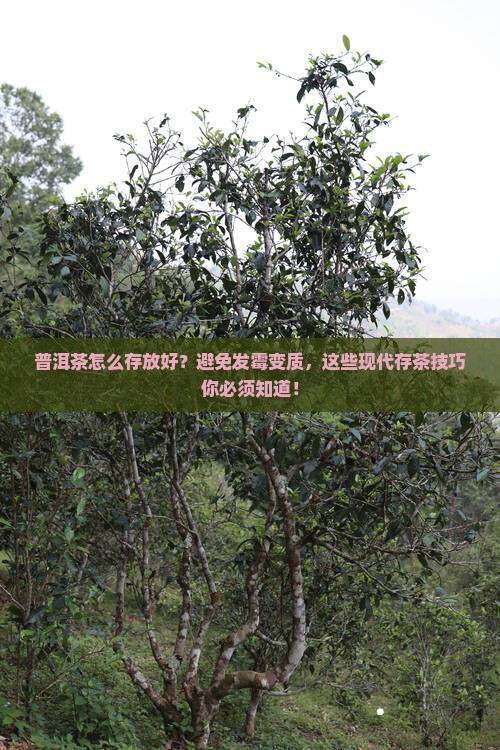 普洱茶怎么存放好