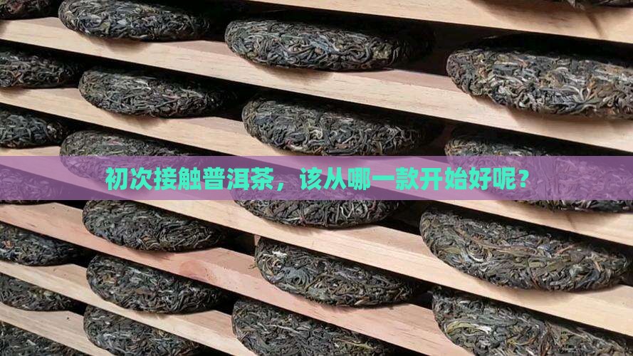 刚开始喝什么普洱茶