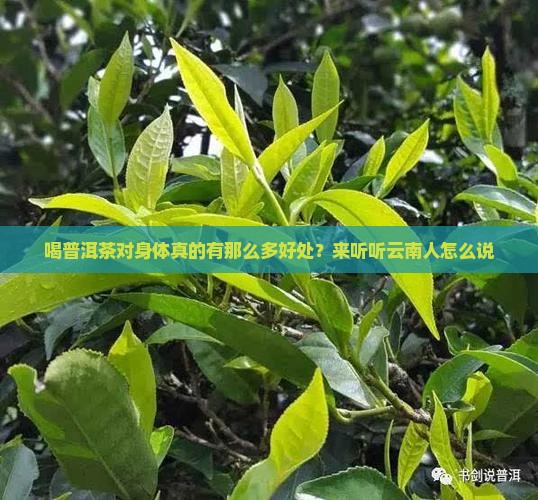 云南的普洱茶喝了有什么好处