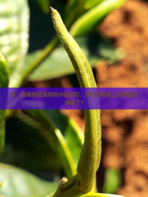 爱喝熟普洱茶的年轻女生