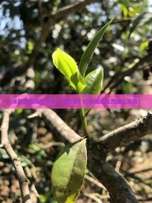 冰岛普洱茶限时送吗多少钱