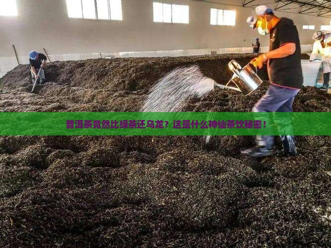 乌龙茶普洱茶绿茶吗