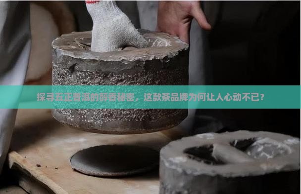 五正普洱茶品牌