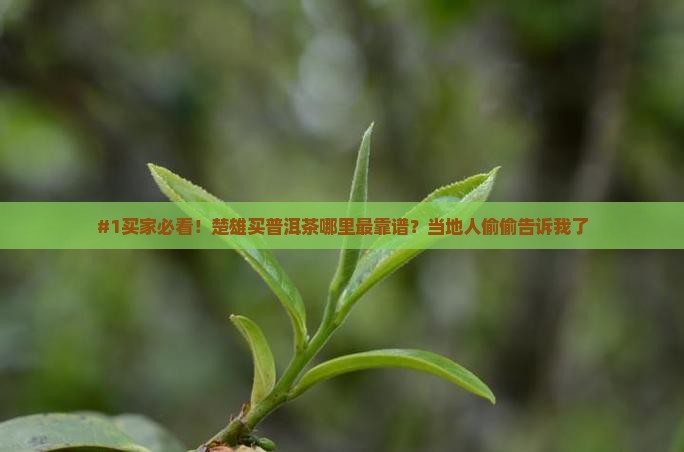 楚雄买普洱茶正宗