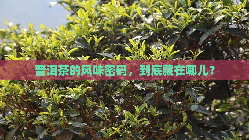 普洱茶风味体系