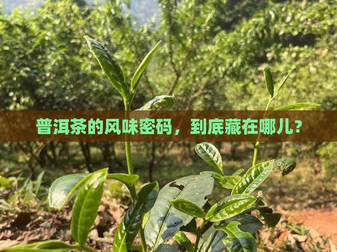 普洱茶风味体系