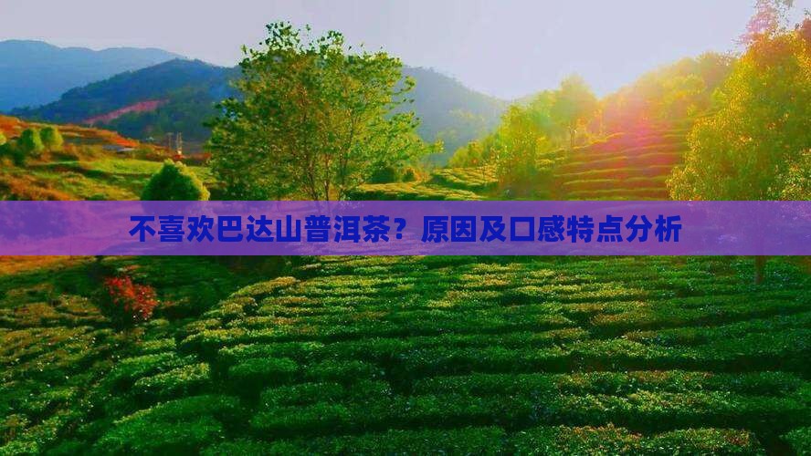 不喜欢巴达山普洱茶