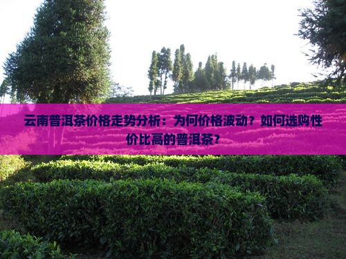 映象云南的普洱茶价格