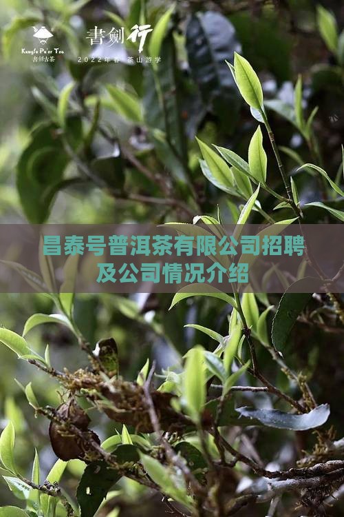 昌泰号普洱茶有限公司