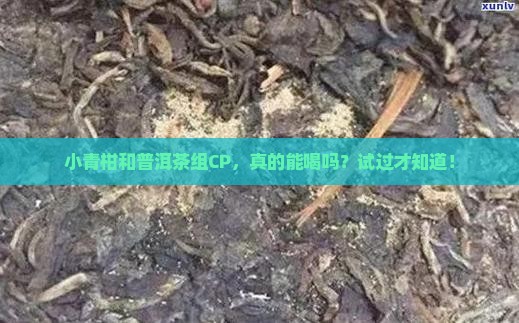 小青柑能不能和普洱茶一起喝