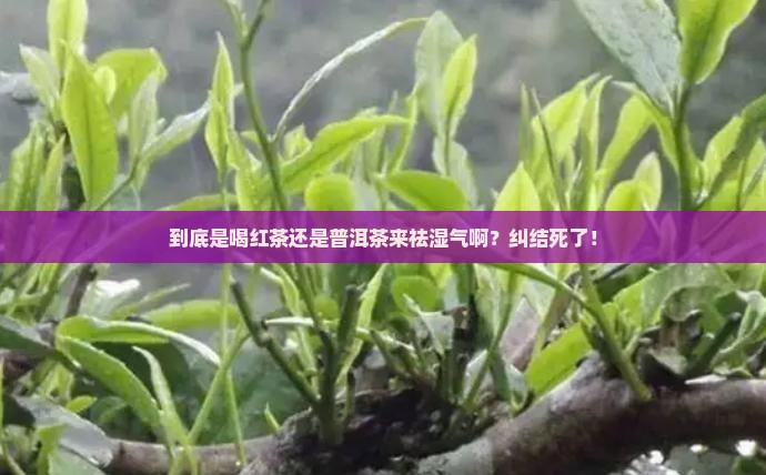祛湿气喝红茶还是普洱茶