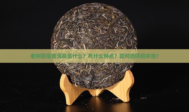 老树银毫普洱茶