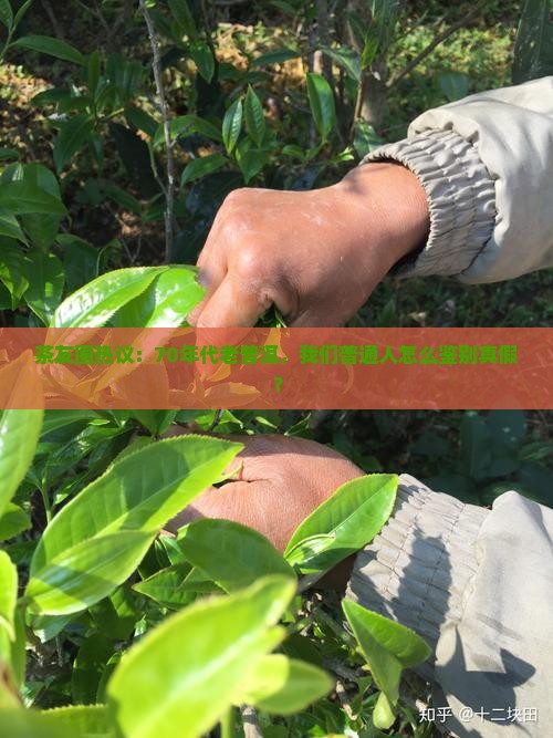 七十年代古董普洱茶 七十年代古董普洱茶