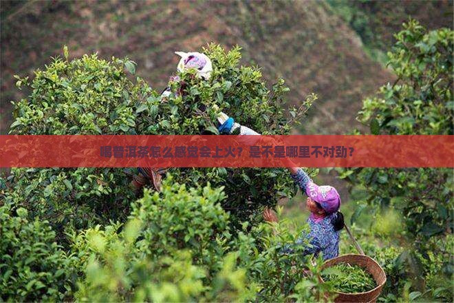 普洱茶喝了上火吗吗
