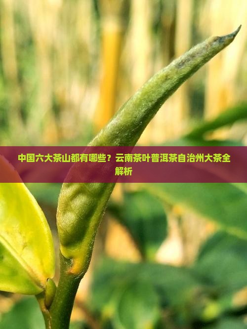 中国六大茶山都有哪