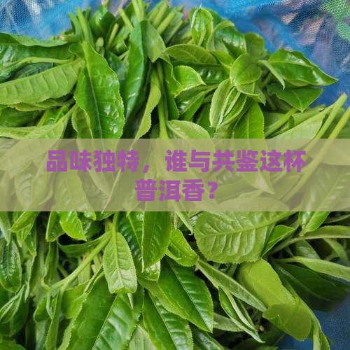 孤芳共赏普洱茶