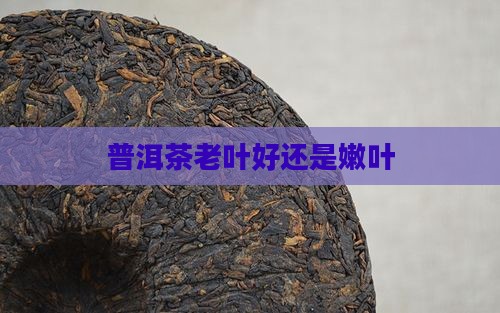 普洱茶老叶好还是嫩叶