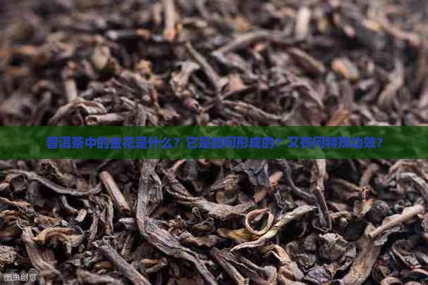 普洱茶里的金花是什么