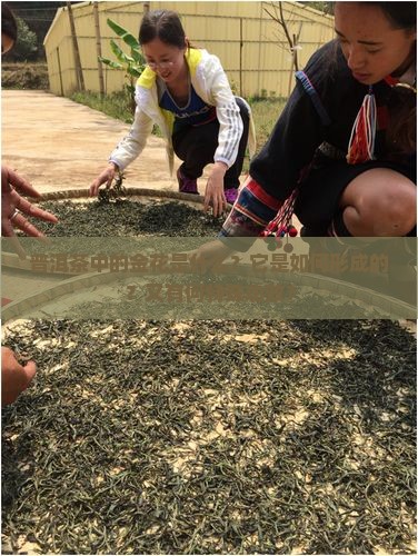 普洱茶里的金花是什么