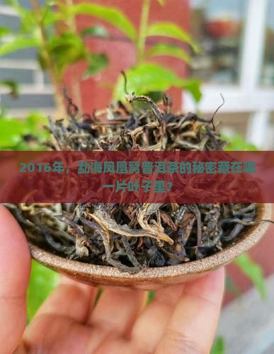 勐海凤凰窝普洱茶2016