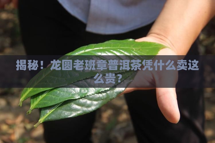 龙圆老班章普洱茶价格