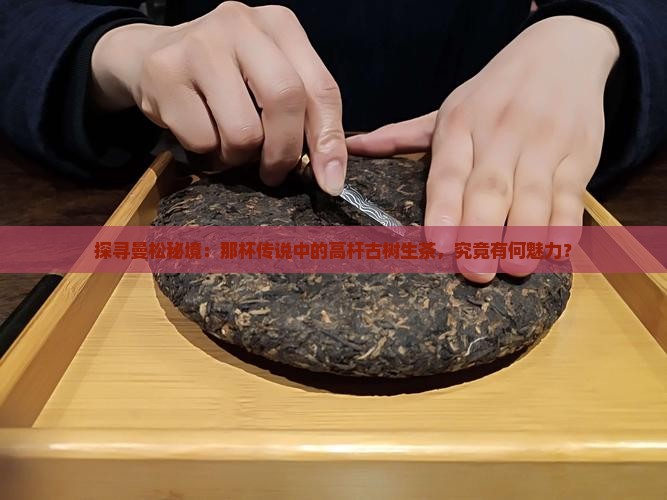曼松高杆古树生茶