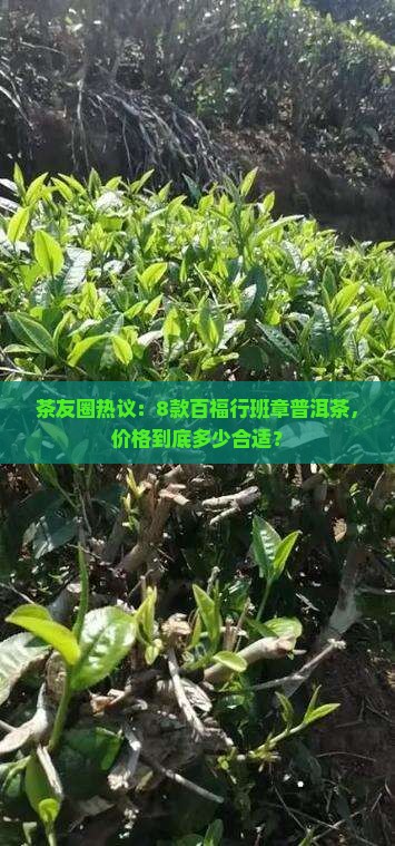 百福行班章普洱茶价格表