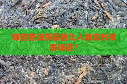 樟香味的普洱茶有哪些 樟香味的普洱茶有哪些