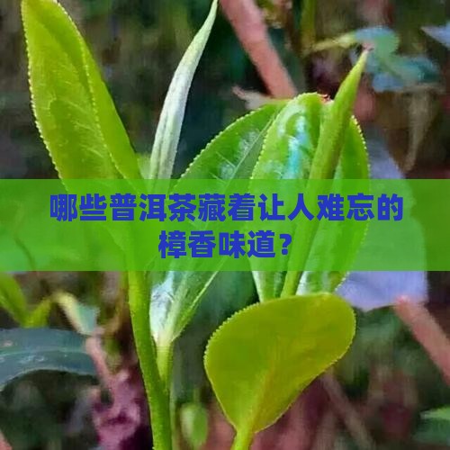樟香味的普洱茶有哪些 樟香味的普洱茶有哪些