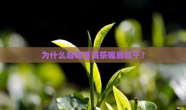 普洱茶越喝嘴唇干