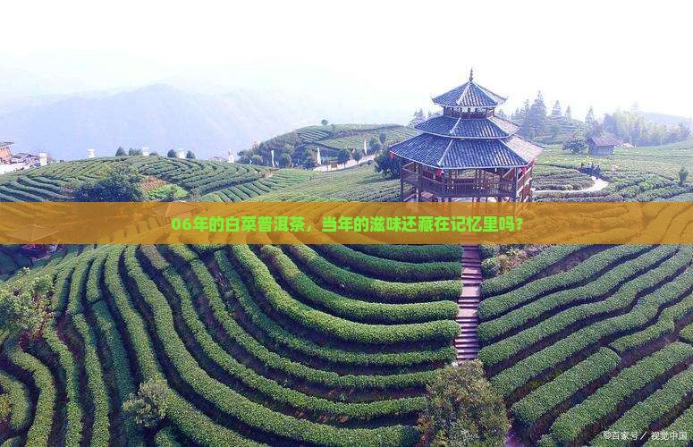 06年白菜普洱茶