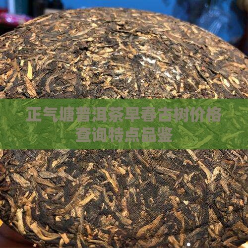 正气塘普洱茶早春古树