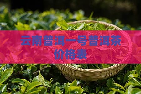 静一号普洱茶的价目表