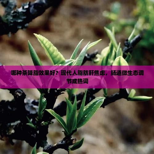 哪种茶降脂效果好
