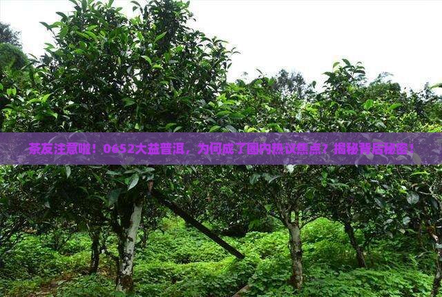 大益普洱茶0652