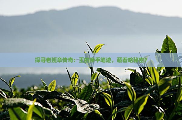 老班章之王的印记签名