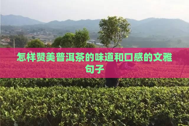 怎样赞美普洱茶的味道
