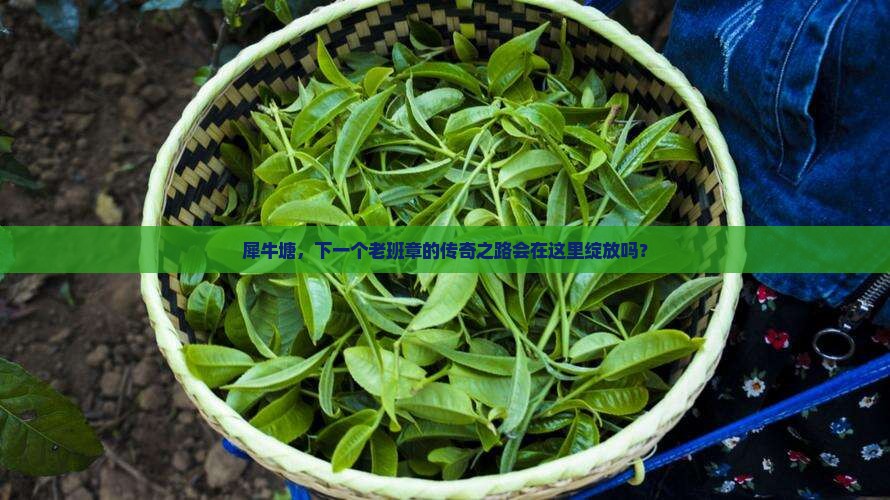 犀牛塘会成为老班章吗