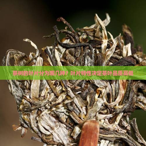 茶树的叶片分为