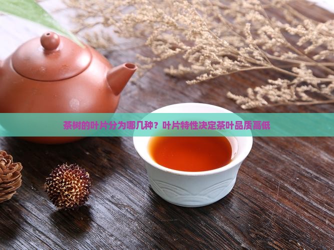 茶树的叶片分为