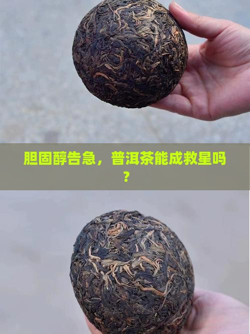 胆固醇高可以喝普洱茶么