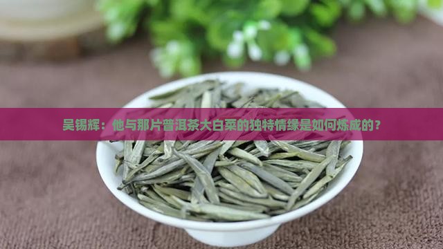 吴锡辉与普洱茶大白菜