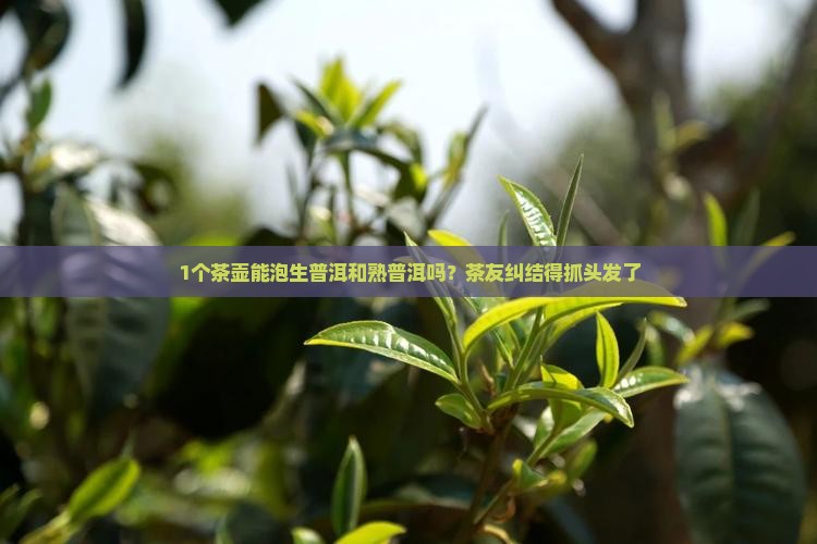 生普洱和熟普洱可以用一个壶吗