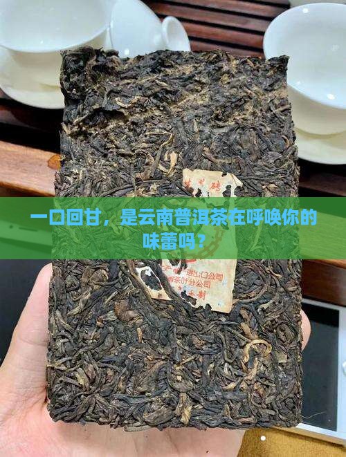 回甘持久云南普洱茶