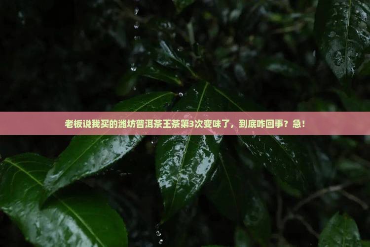 潍坊普洱茶王茶店