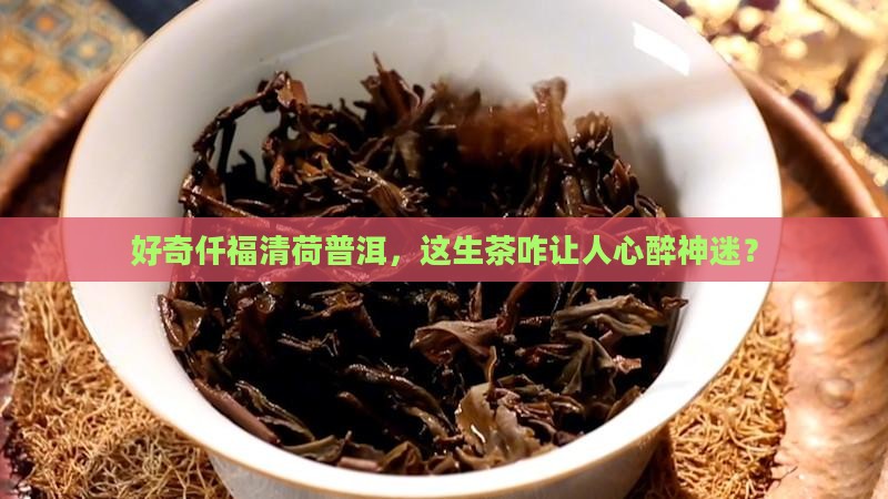 仟福清荷普洱茶生茶